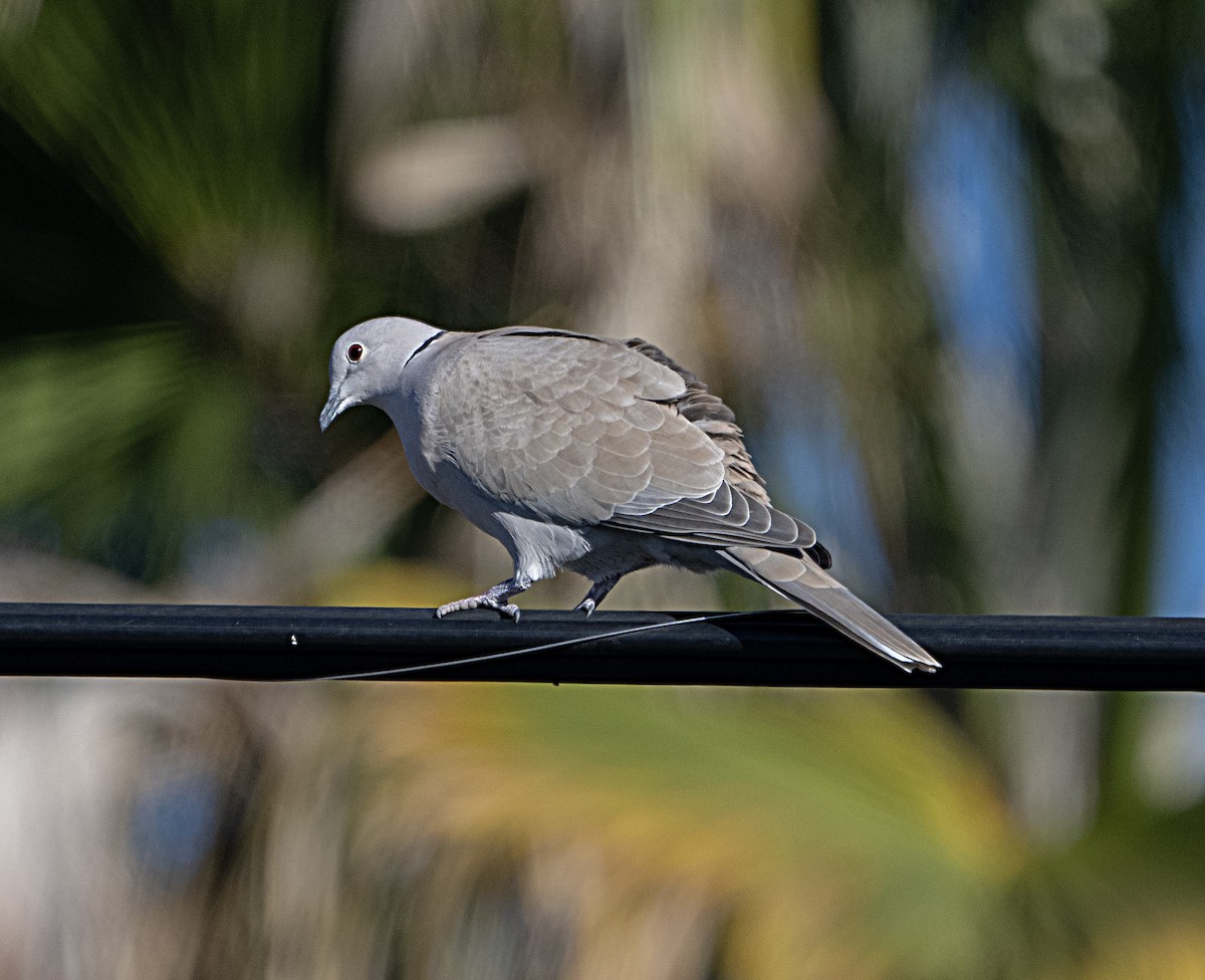 Eurasian Collared-Dove - ML646470148