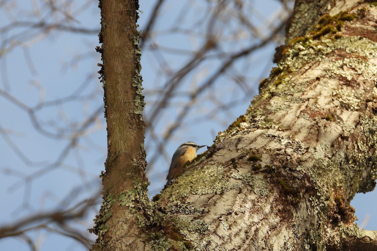 Red-breasted Nuthatch - ML646470153