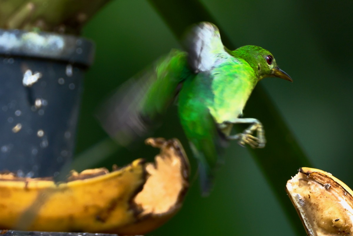 Green Honeycreeper - ML646470155