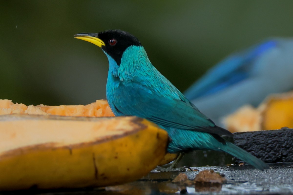Green Honeycreeper - ML646470156