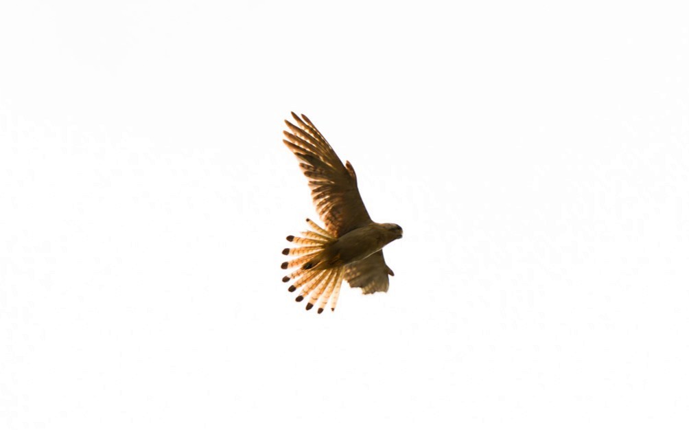 Nankeen Kestrel - ML646470160