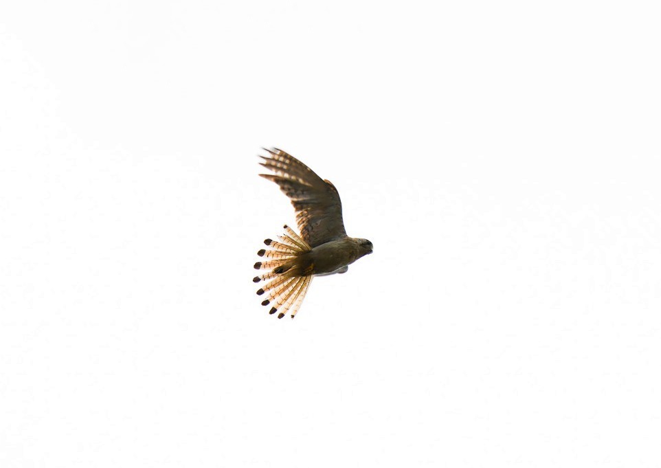 Nankeen Kestrel - ML646470162