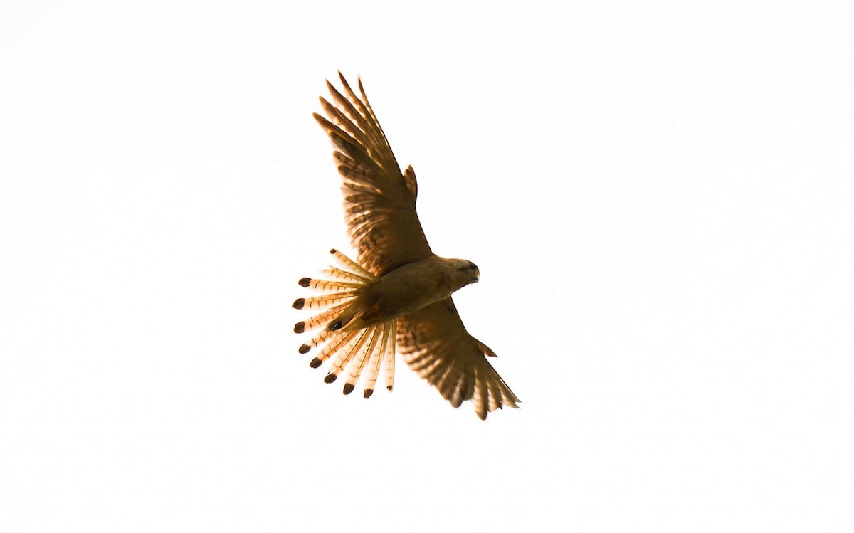 Nankeen Kestrel - ML646470163