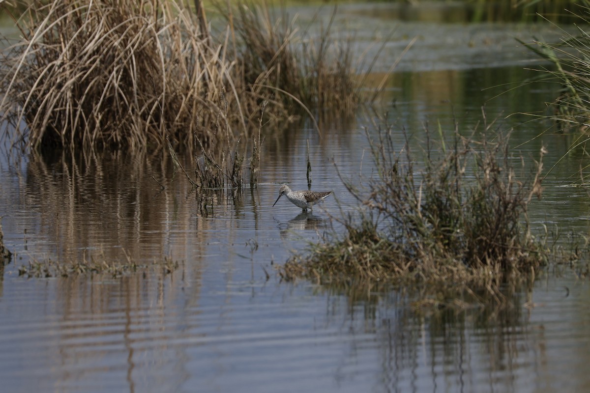 Teichwasserläufer - ML646470164