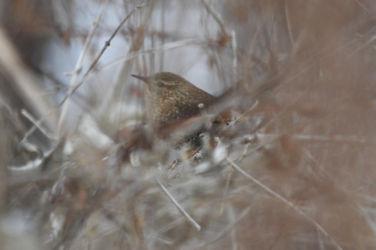 Troglodyte des forêts - ML646470165