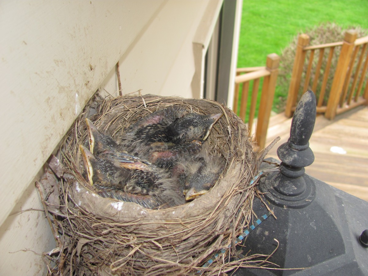 American Robin - ML646470166