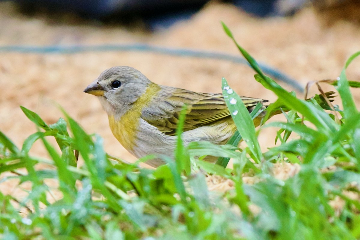 Saffron Finch - ML646470167
