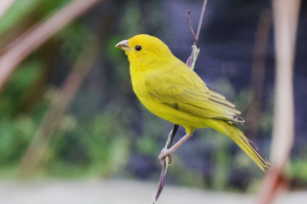 Saffron Finch - ML646470168