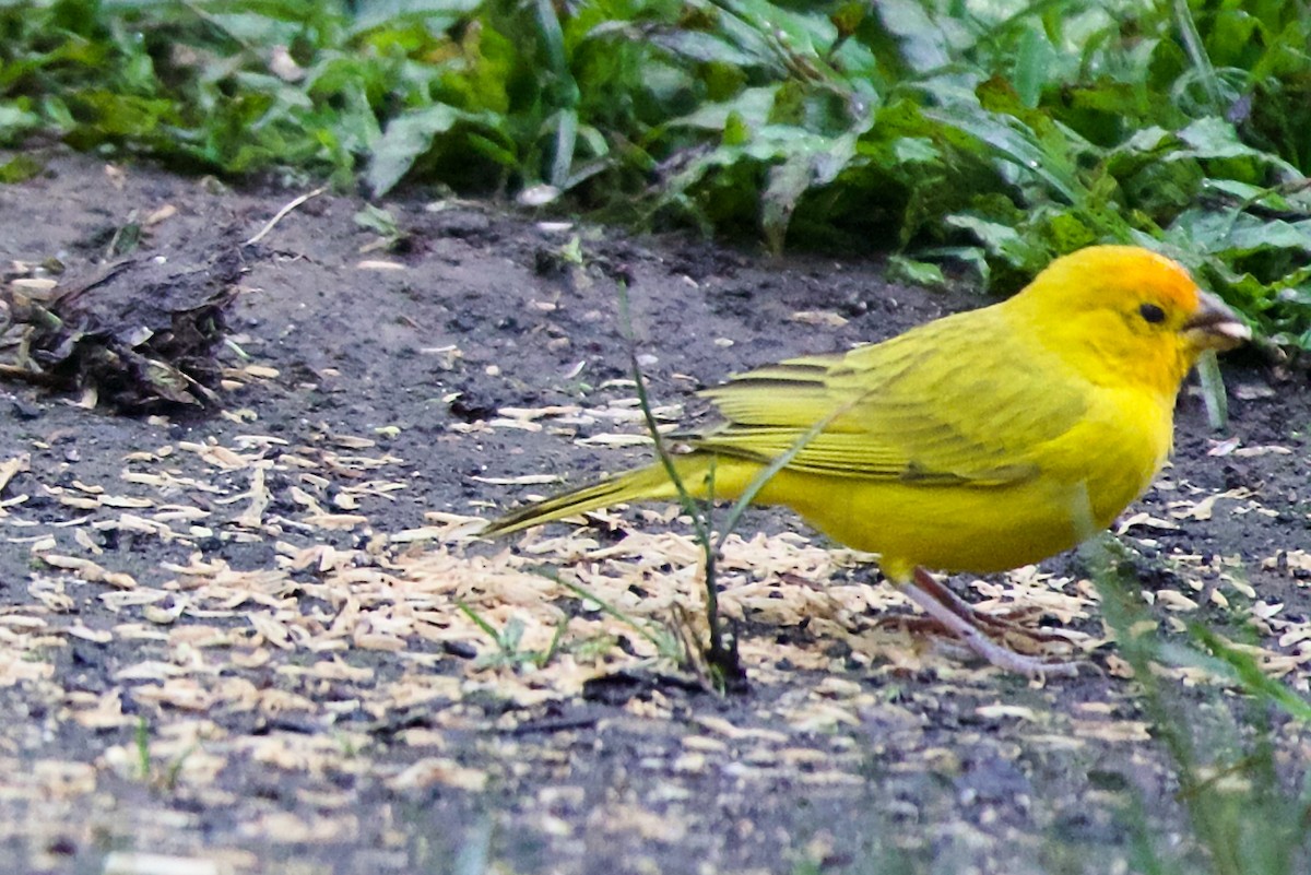 Saffron Finch - ML646470169