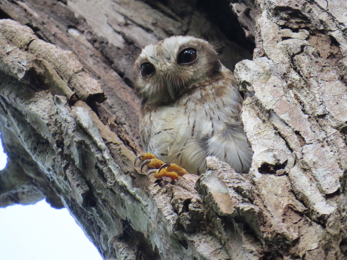 gulbeinugle - ML646470170