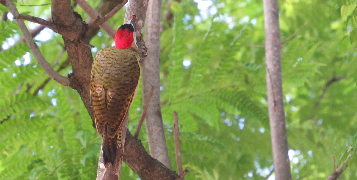 ヒメシマオゲラ - ML646470180