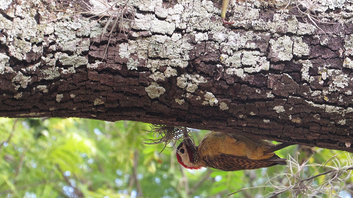 ヒメシマオゲラ - ML646470181