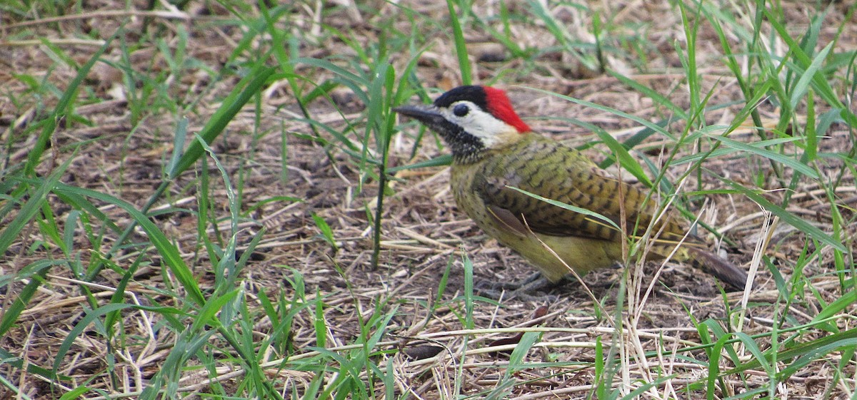 ヒメシマオゲラ - ML646470182