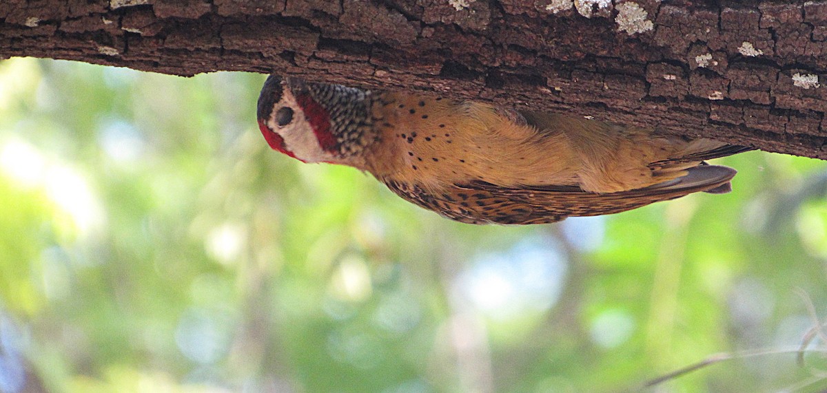 ヒメシマオゲラ - ML646470183