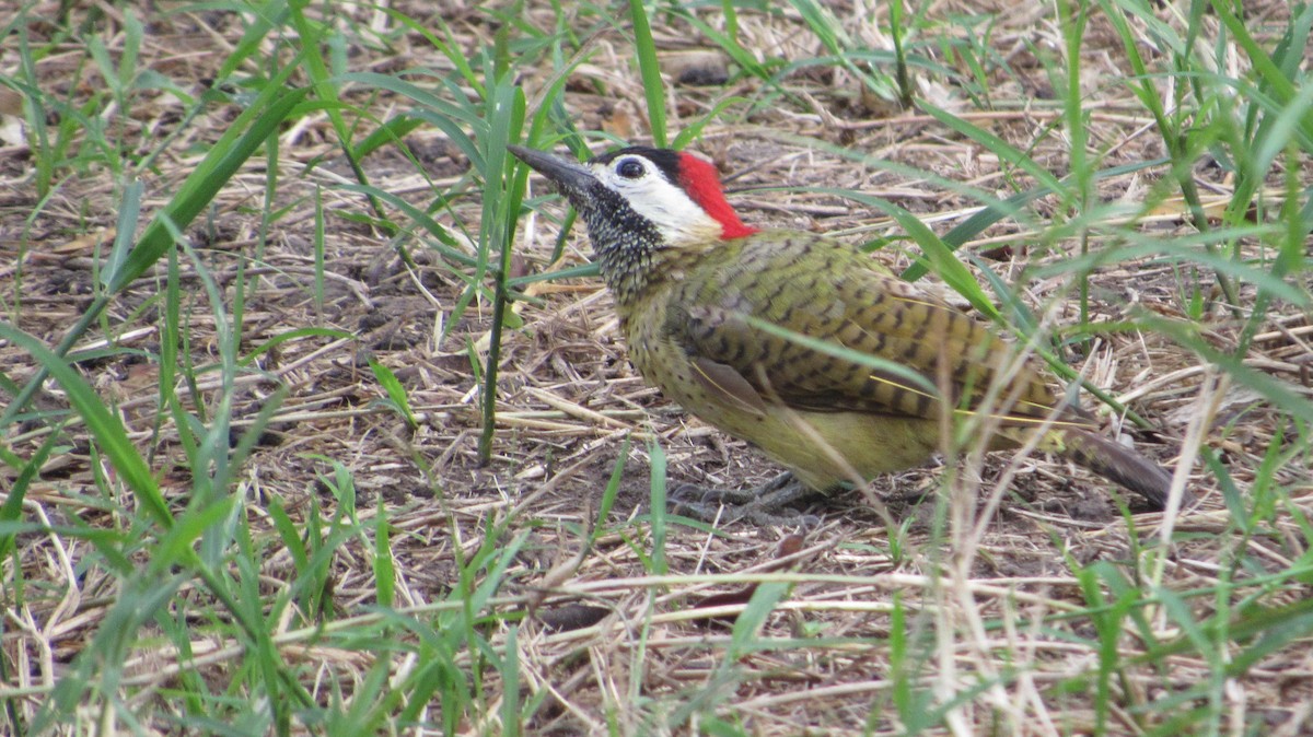 ヒメシマオゲラ - ML646470184