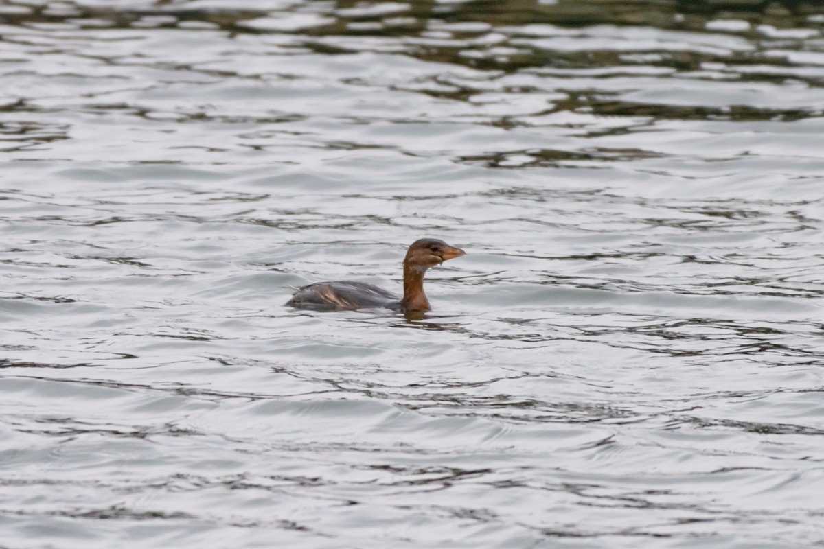 Pied-billed Grebe - ML646470185