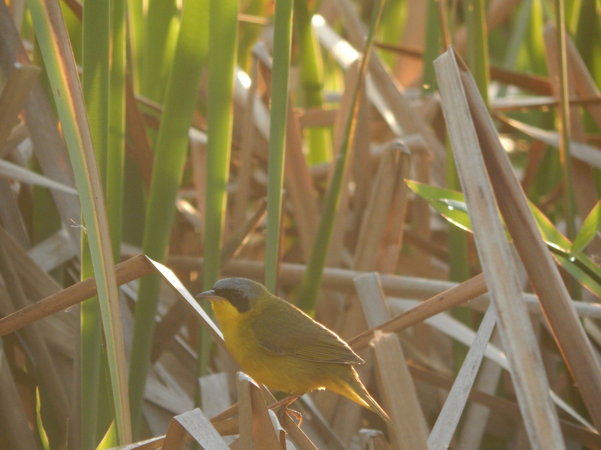 Southern Yellowthroat - ML646470187