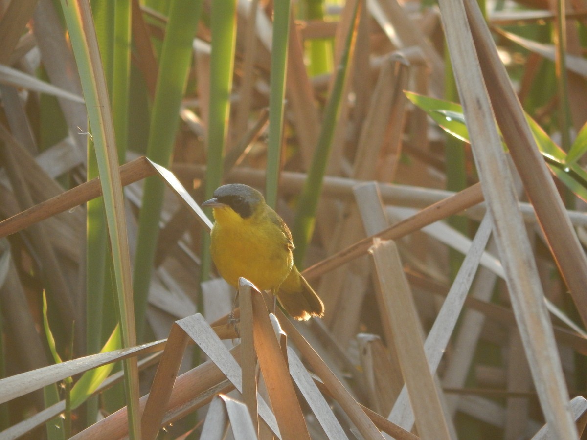 Southern Yellowthroat - ML646470188