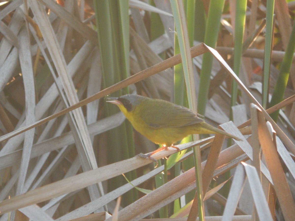 Southern Yellowthroat - ML646470189