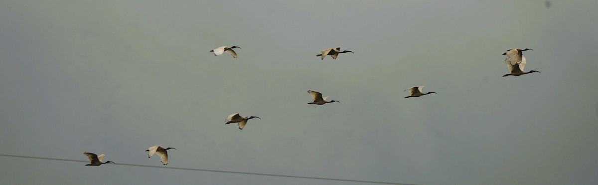 Australian Ibis - ML646470191