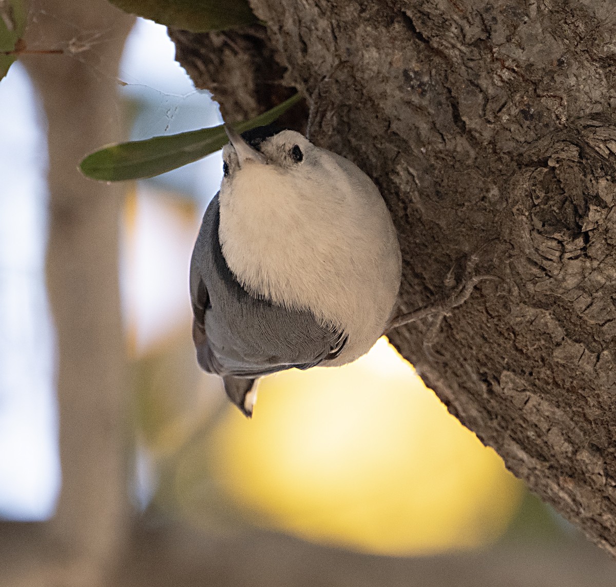 White-breasted Nuthatch - ML646470192