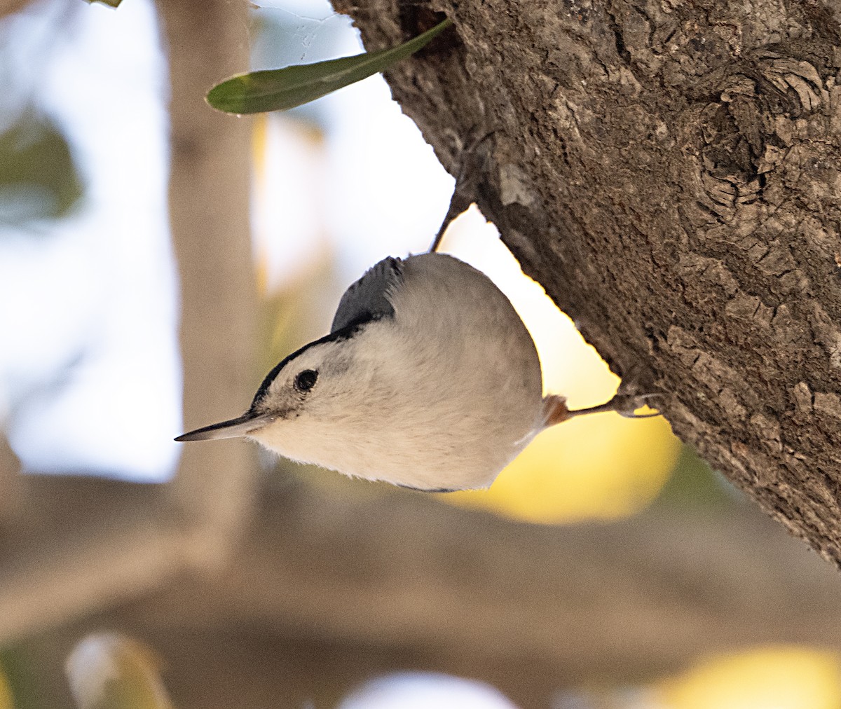 White-breasted Nuthatch - ML646470193
