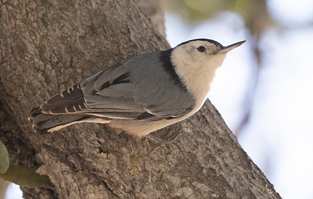 White-breasted Nuthatch - ML646470194