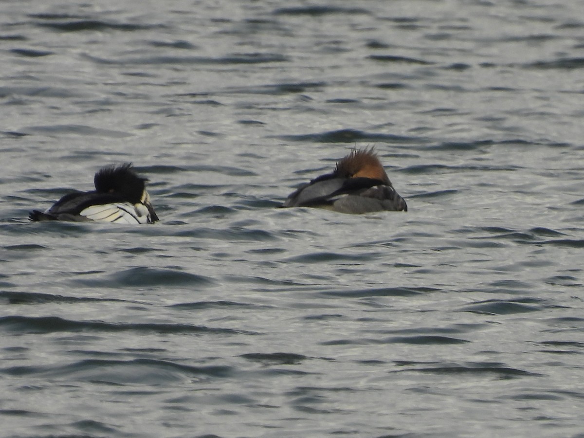 Serreta Mediana - ML646470195