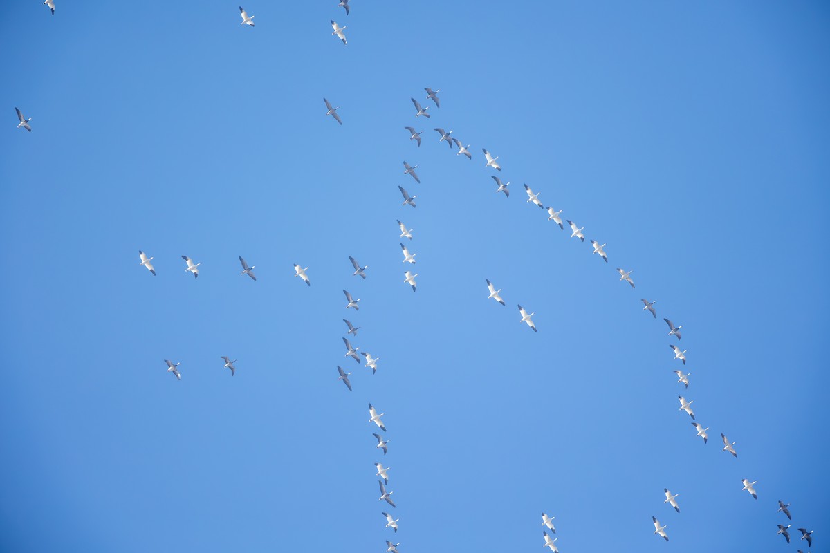 Snow Goose - ML646470200