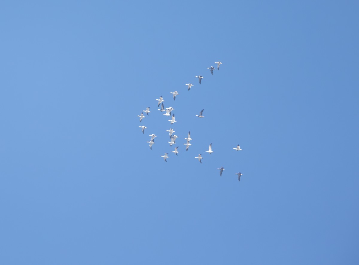 Snow Goose - ML646470201