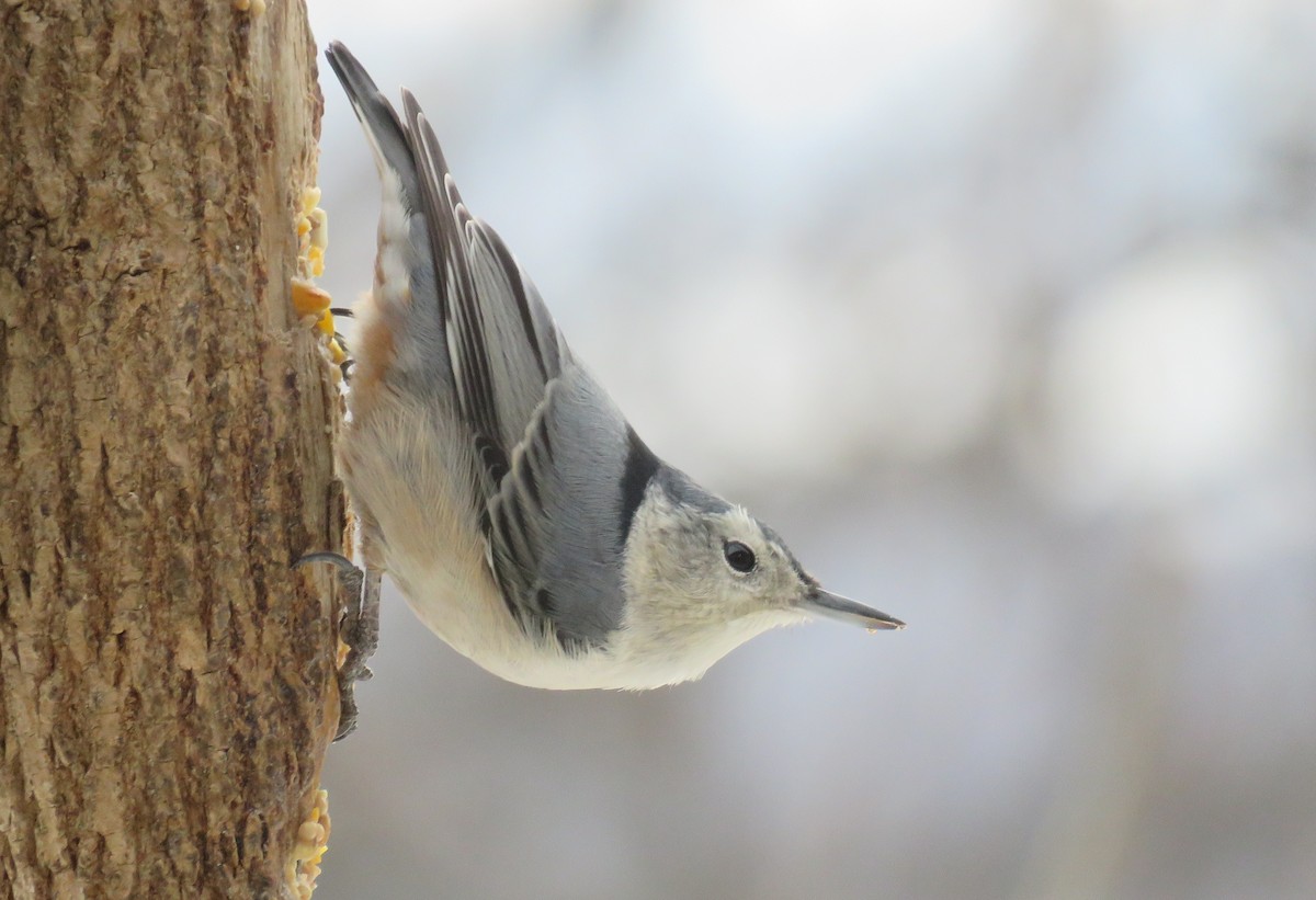 Weißbrustkleiber - ML646470204