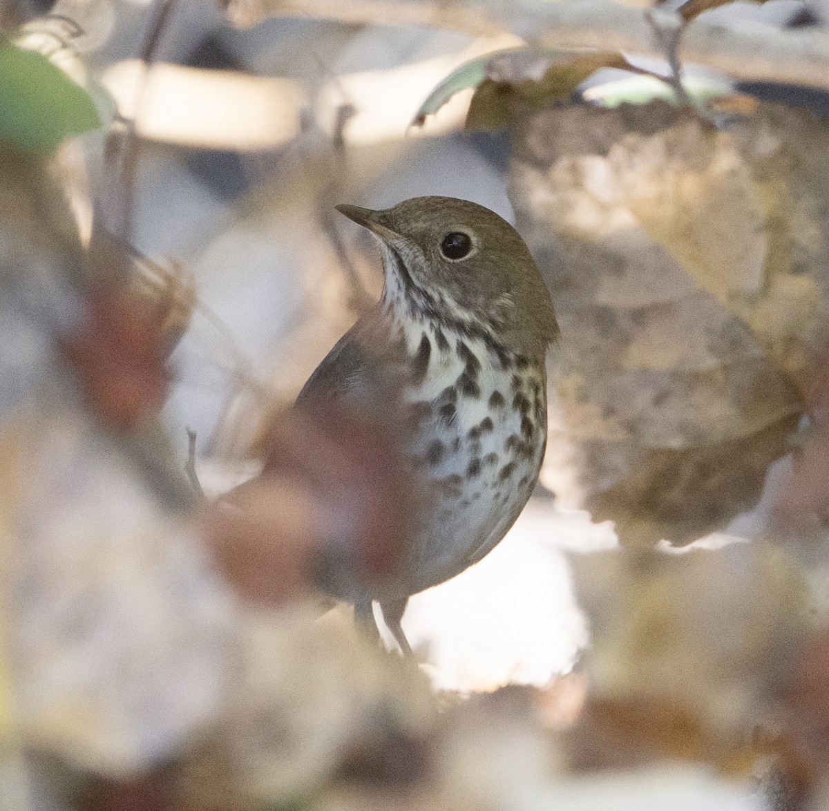 Hermit Thrush - ML646470212