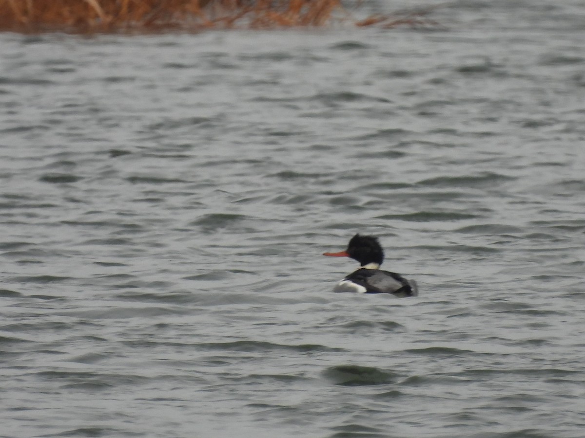 Serreta Mediana - ML646470213