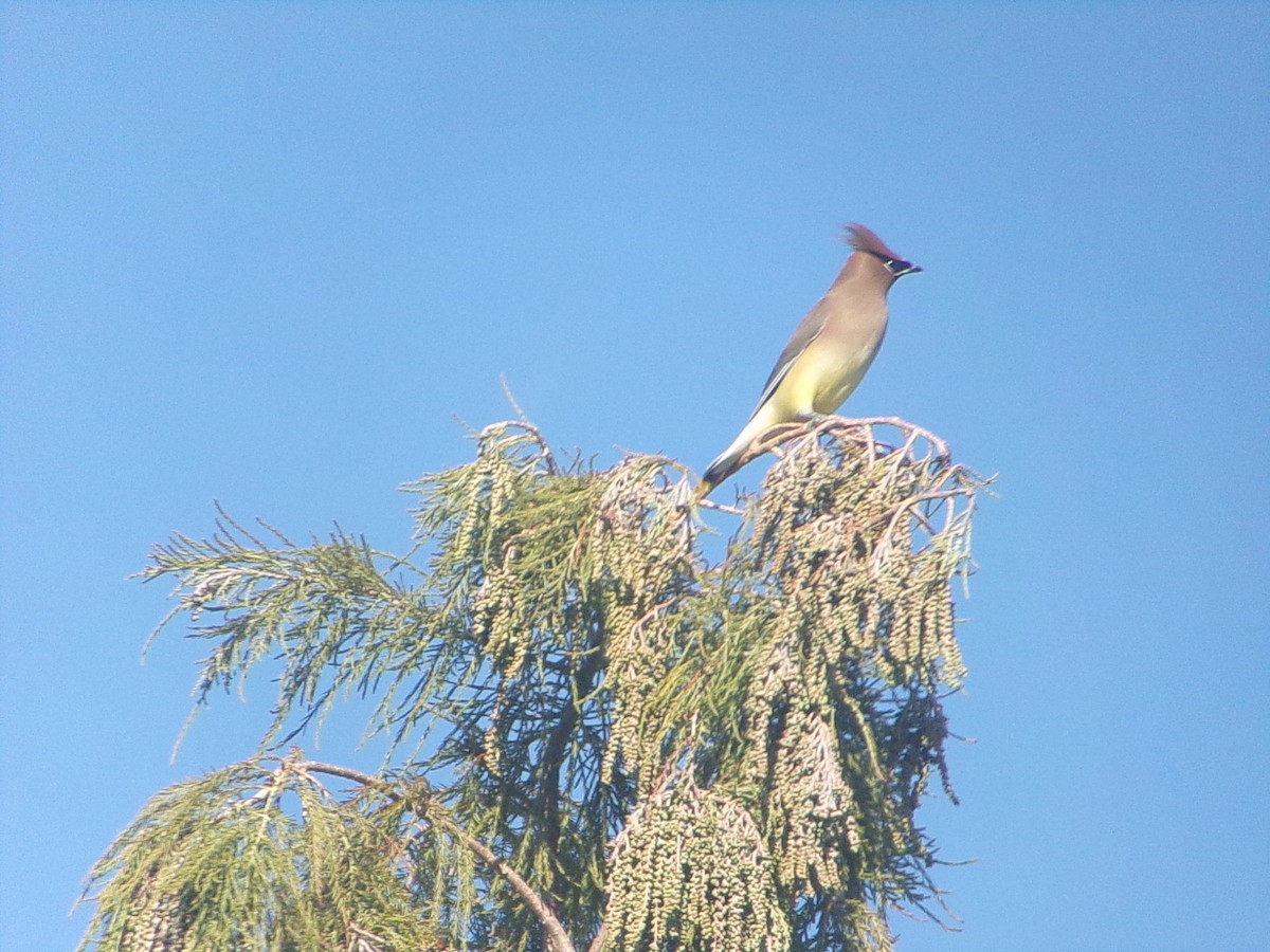 ヒメレンジャク - ML646470215