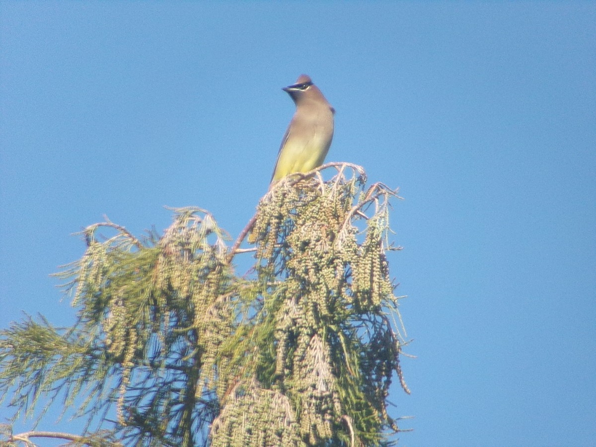 ヒメレンジャク - ML646470216