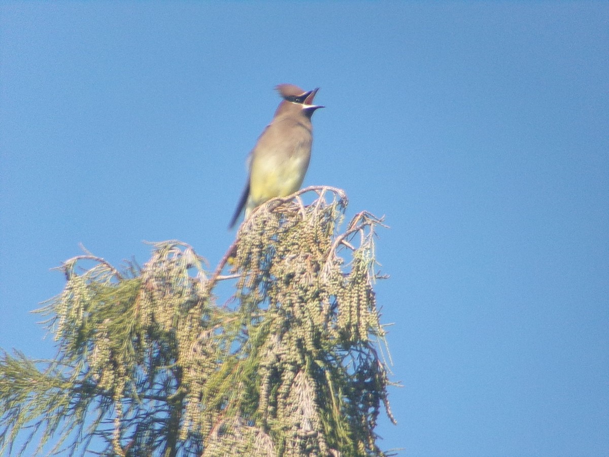 ヒメレンジャク - ML646470217