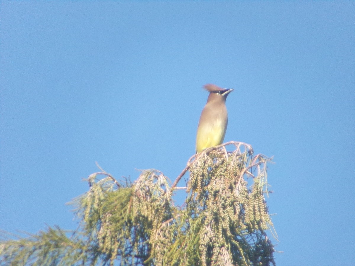 ヒメレンジャク - ML646470218