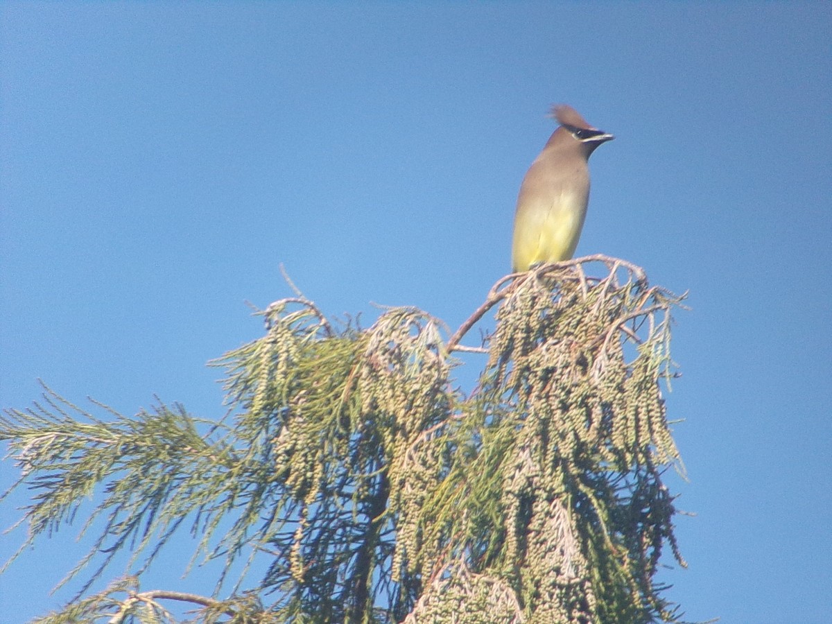 ヒメレンジャク - ML646470219