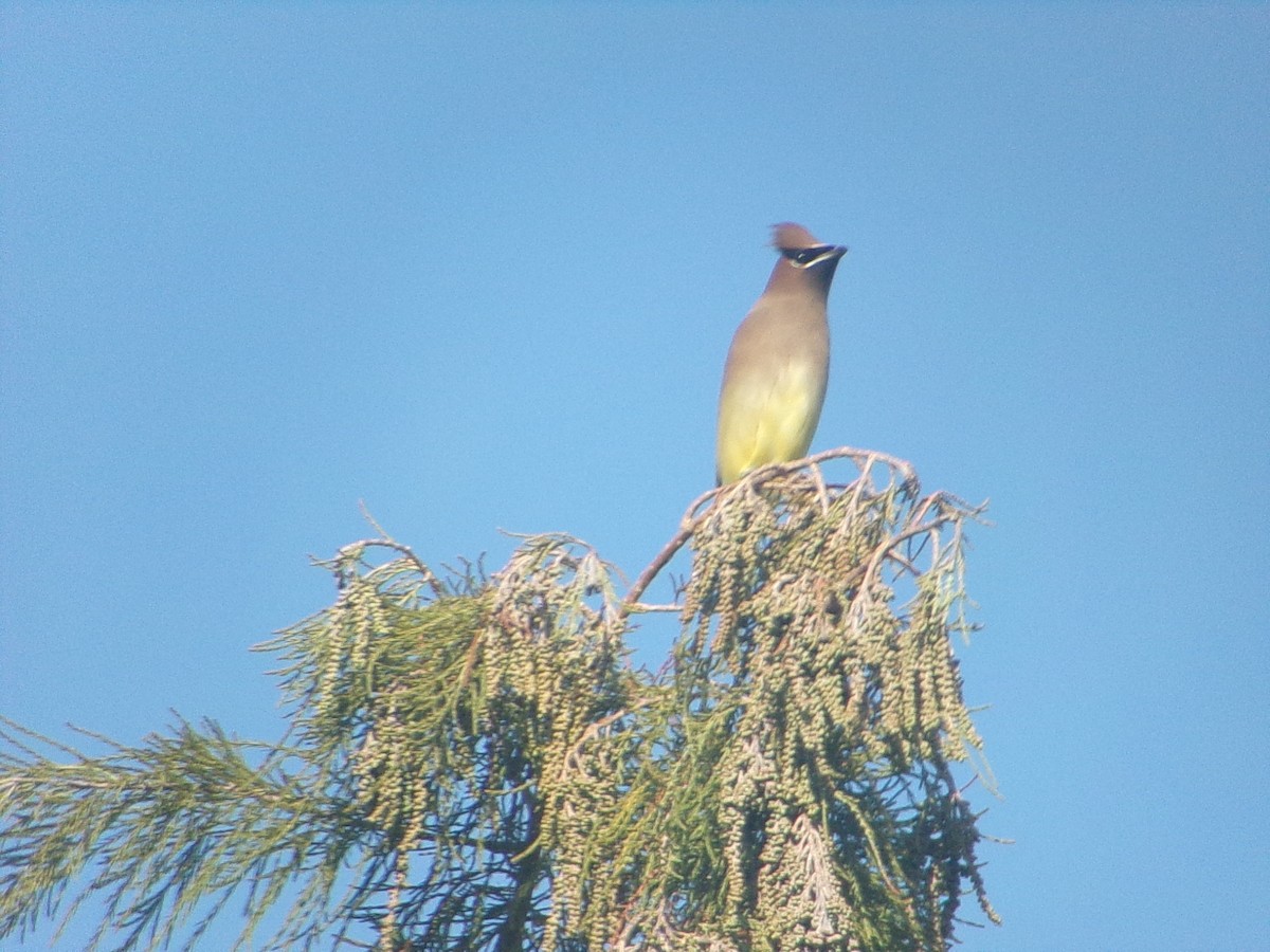 ヒメレンジャク - ML646470220