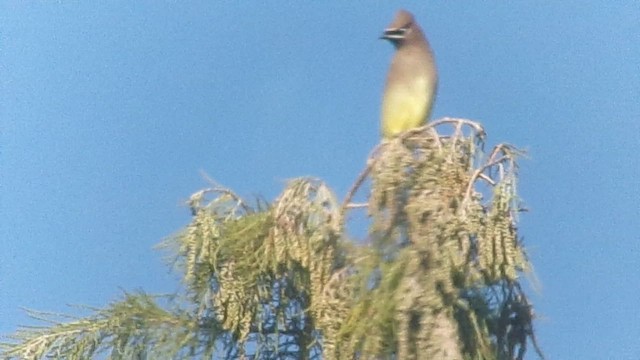 Cedar Waxwing - ML646470221