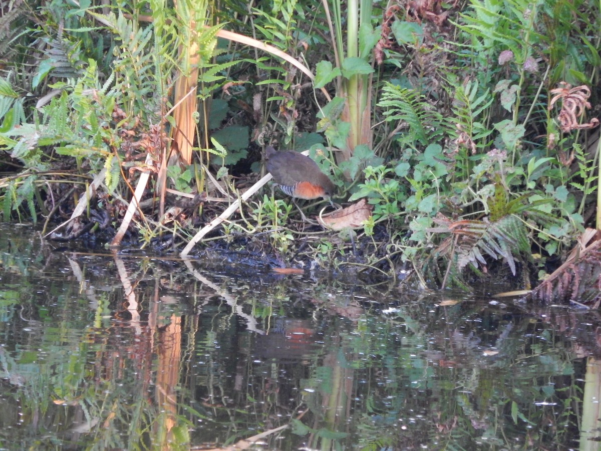 Rufous-sided Crake - ML646470222