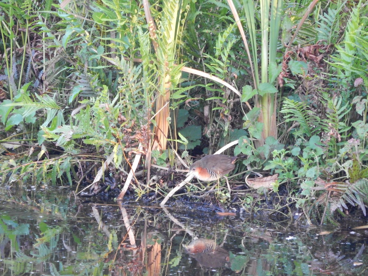 Rufous-sided Crake - ML646470223