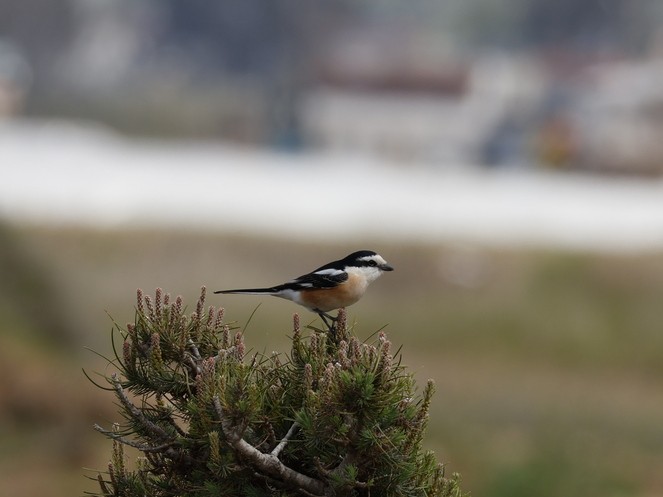 Maskenwürger - ML646470225