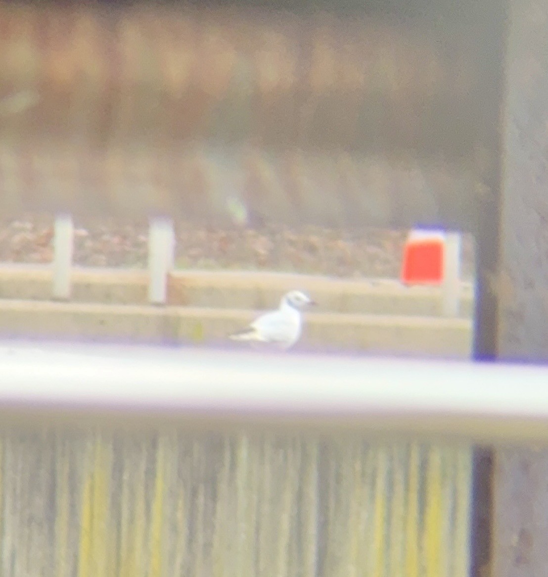 Black-headed Gull - ML646470227