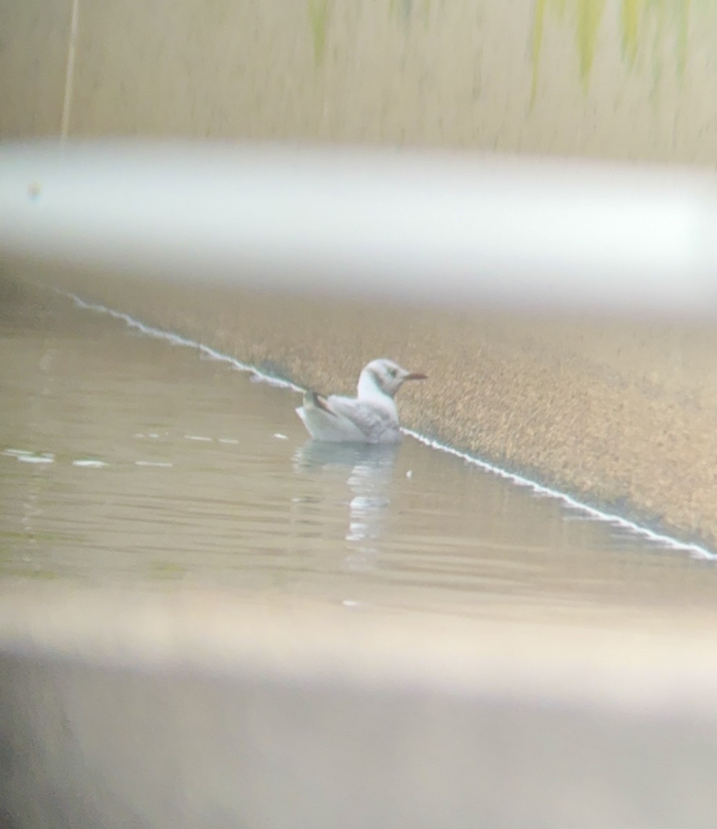 Black-headed Gull - ML646470228
