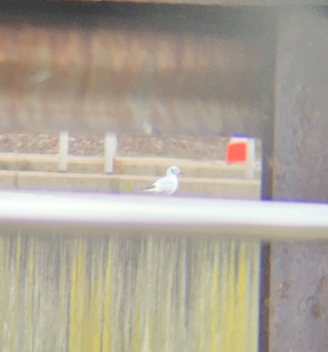 Black-headed Gull - ML646470229