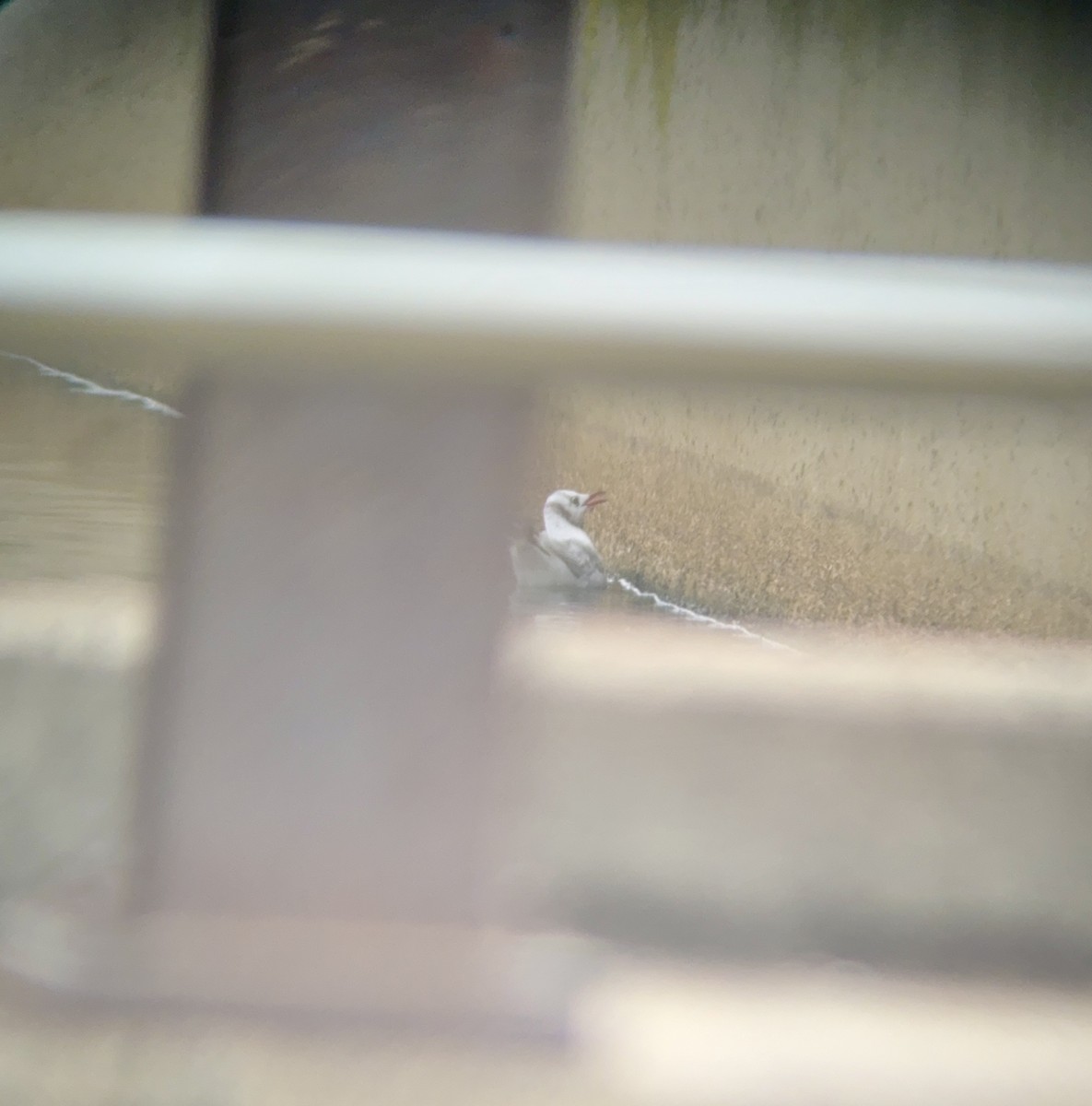 Black-headed Gull - ML646470230