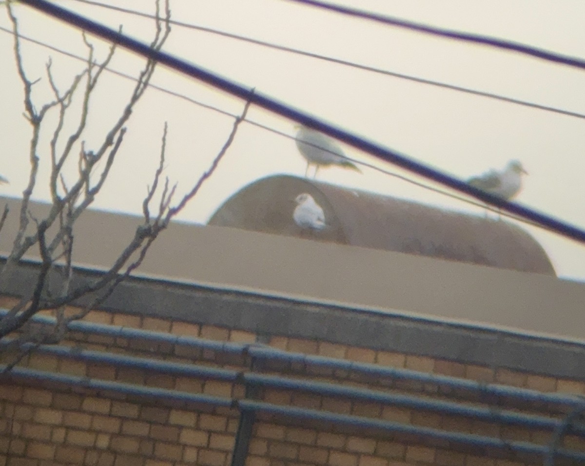 Black-headed Gull - ML646470231