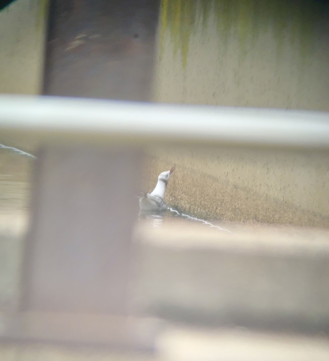Black-headed Gull - ML646470232