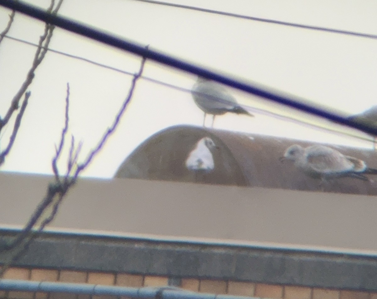 Black-headed Gull - ML646470233